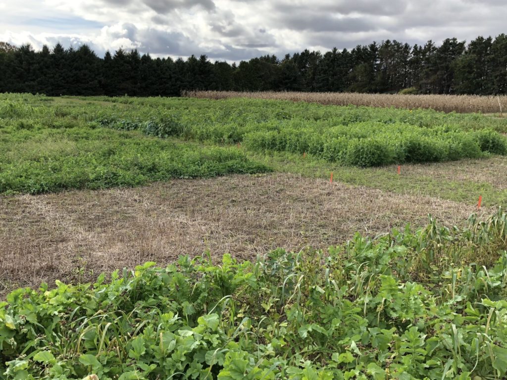 Green cover crop plots from the long-term experiment in Ridgetown