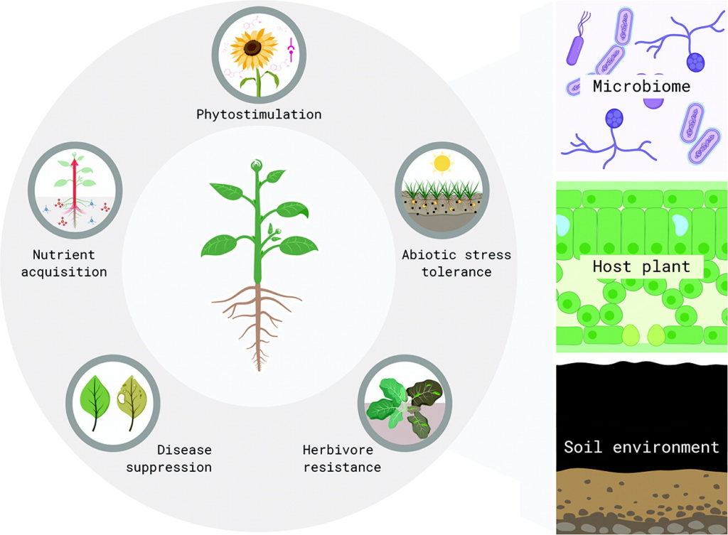 Figure showing the connection between plants, soil, and the microbiome for phytostimulation, nutrient acquisition, disease suppression, herbivore resistance, and abiotic stress tolerance