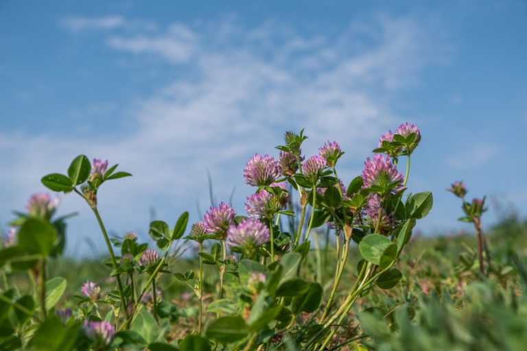 Red clover blossoms in a field