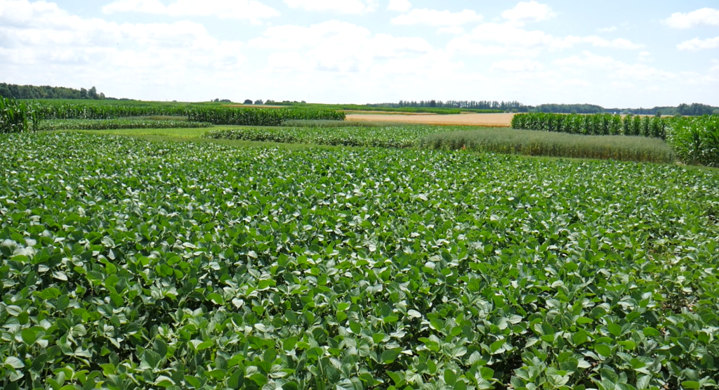 View of the crop rotation experimental plots at the Elora Crops Research Centre