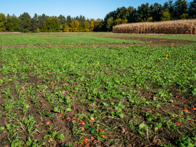 Field of cover crops after tomato harvest