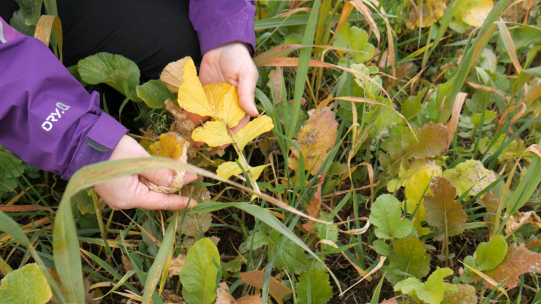 Person handling dead leaves in a fall cover crop